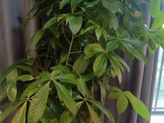 -梦碟·情景SPA•龍筋•瑶浴(龙光玖钻店)