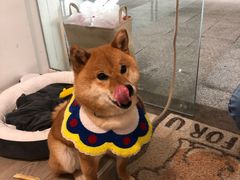 -柴迷FANS CLUB·柴犬狗咖·猫咖