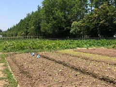 -前小桔亲子创意农场·草莓采摘·露营烧烤