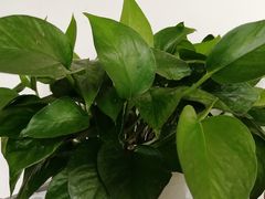 -桂林市花鸟市场