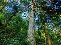 -天目山大树王景区