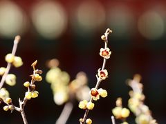 -国家植物园