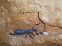 -上海昆虫博物馆