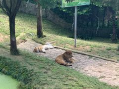 -西霞口神雕山野生动物世界