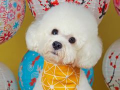 -超宠爱宠物摄影-Super pet
