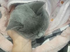 -伟伟宠物医院·CT影像中心·瑞派犬猫综合性门诊(汉口总院)