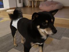 -南京Hallo宠物乐园·哈罗犬舍·柴犬繁育基地