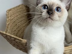 -小猫来了·猫舍(红山六九七九店)