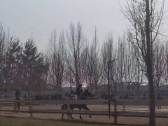 -北京群众马术培训基地