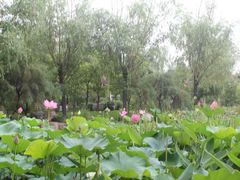 -武清南湖绿博园