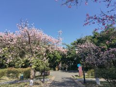 -大屏嶂森林公园