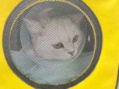 -中农大我爱我爱24h动物医院·中医针灸·猫专科·骨科医疗中心(双井店)