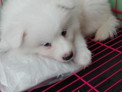 -瑞派宠物医院·24小时骨科·心脏·核磁(哈尔滨南岗店)