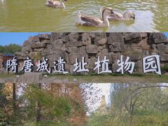 -洛阳市隋唐城遗址植物园