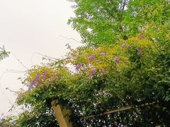 -龙头寺公园