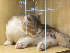 -momokira米努特·德文卷毛猫·棉花面纱犬