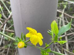 -瑶湖郊野森林公园