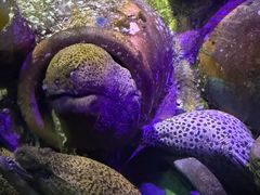 -太平洋海底世界