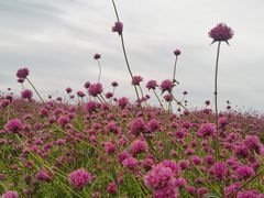 -径山花海