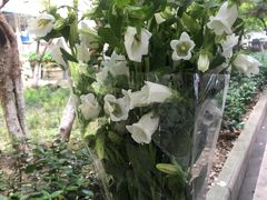 -循礼门鲜花花市(武汉循礼门店)