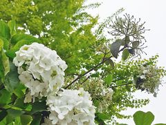 -大龙山(地铁站)