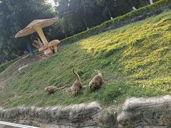 -东莞香市动物园