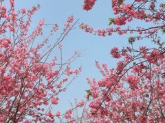 -天适樱花悠乐园