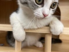 -老吴的猫·猫舍(新区店)