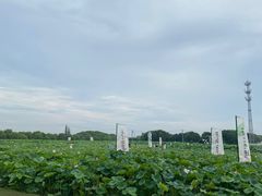 -嘉北郊野公园