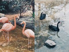 -昆明动物园