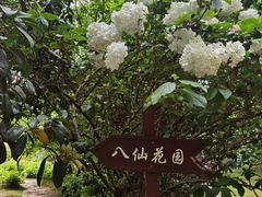 -上海共青森林公园