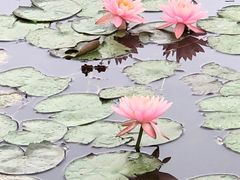 -松山湖梦幻百花洲
