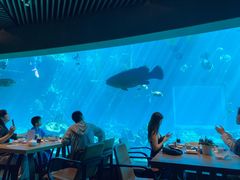 -海棠湾洲际-涛·海底餐厅·美人鱼·自助餐·海底隧道