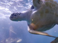 -青岛海底世界-水族馆