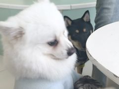 -怪兽屋·羊驼·猫咖·狗咖(俊华广场店)