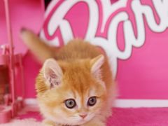 -翊宠yipet猫狗购宠庄园