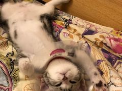 -Bastet sally猫舍购宠(静安店)