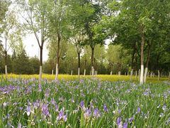 -永定河休闲森林公园