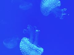 -福州罗源湾海洋世界旅游区