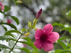 -云溪植物园