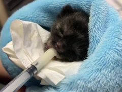 -爱侣宠医·鹦鹉专科·小型哺乳类·异宠专科(灵石路店)