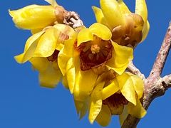 -国家植物园南园