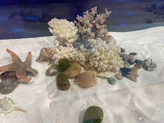 -海中洲渔社