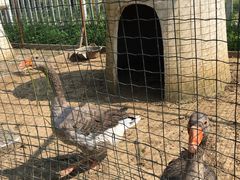 -意大利农场度假村