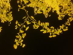 -千年银杏谷文化旅游区