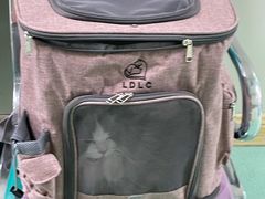 -北京观赏动物医院·24小时大型综合·猫专科·异宠专科