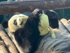 -大连森林动物园