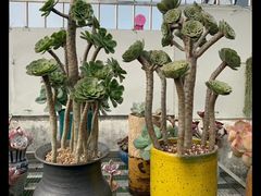-纽斯桑拿会所(天山店)
