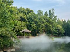 -上海滨江森林公园