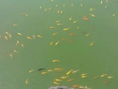 -华莱士·全鸡汉堡(济南大明湖店)